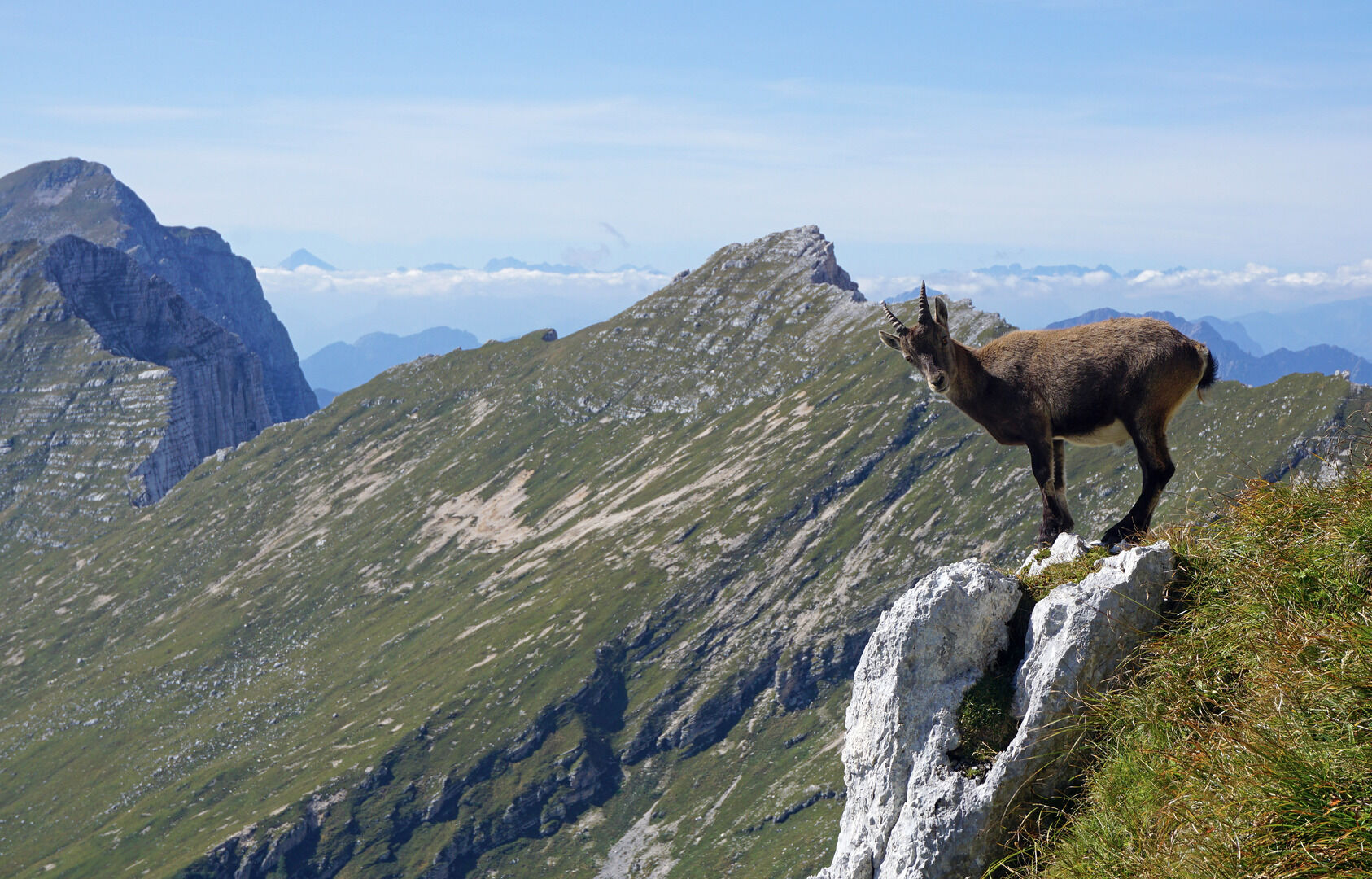 Chamois in Julian Alps